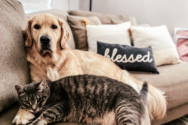 Lovable Pets Featured in Homeland’s 2023 Lottery Calendar