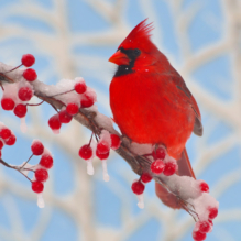 Creating New Traditions: The First Holiday After the Loss of a Loved One